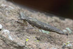 Amorphoscelis annulicornis