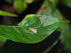 Dactylioglypha tonica