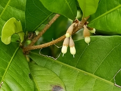 Synsepalum dulcificum