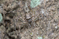 Phaeacius malayensis