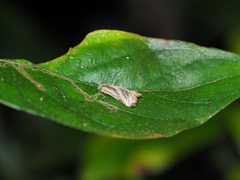 Dactylioglypha tonica