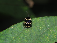 Gallerucida bifasciata
