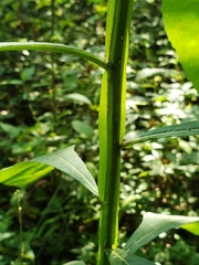 Verbesina alternifolia