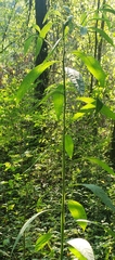 Verbesina alternifolia