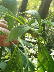 Verbesina alternifolia
