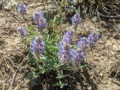 Lupinus lepidus sellulus