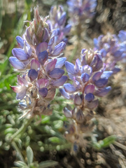 Lupinus lepidus sellulus