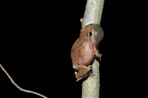 Spring Peeper photographed in Pennsylvania