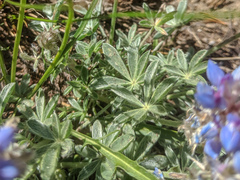 Lupinus lepidus sellulus