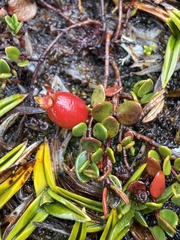 Myrteola nummularia, photograph (c) Ingvild Riska, some rights reserved (CC BY)