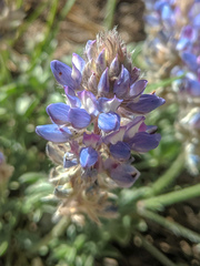 Lupinus lepidus sellulus