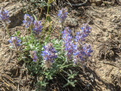 Lupinus lepidus sellulus