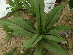 Angiospermae