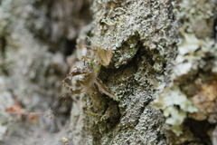 Tuckermanopsis chlorophylla