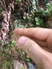 Pogonatherum crinitum