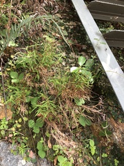 Pogonatherum crinitum