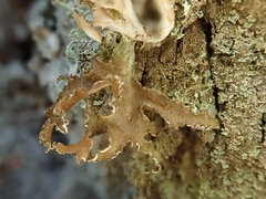 Tuckermanopsis chlorophylla