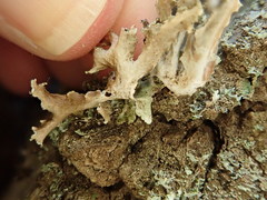 Tuckermanopsis chlorophylla