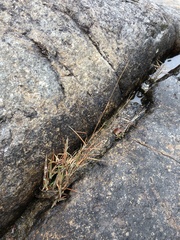 Pogonatherum crinitum