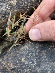 Pogonatherum crinitum