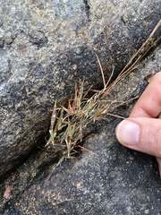 Pogonatherum crinitum