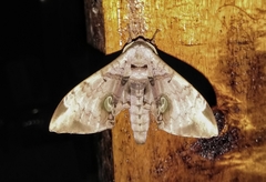 Daphnusa ocellaris