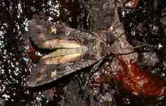 Actebia fennica