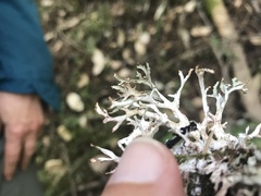 Platismatia stenophylla