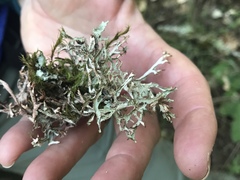 Platismatia stenophylla