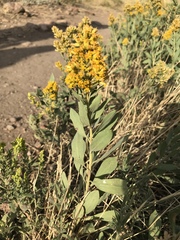 Solidago mollis