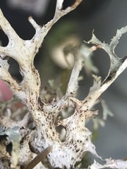 Platismatia stenophylla