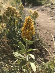 Solidago mollis