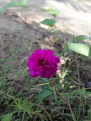 Portulaca grandiflora