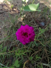 Portulaca grandiflora