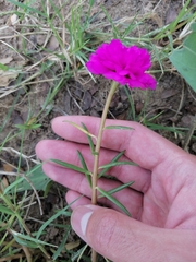 Portulaca grandiflora