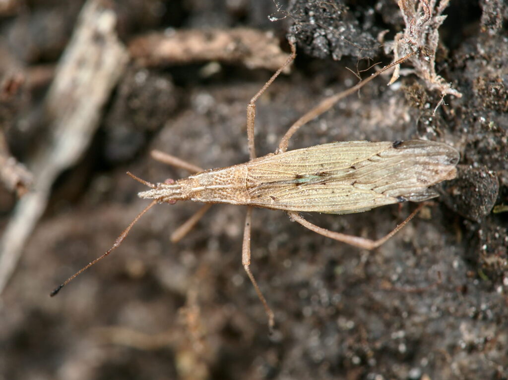 Signoret's stiltbug