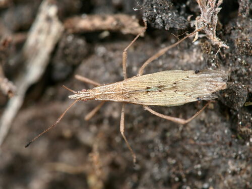 Signoret's stiltbug