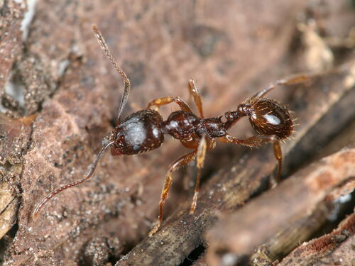 Aphaenogaster lesbicaAphaenogaster lesbica