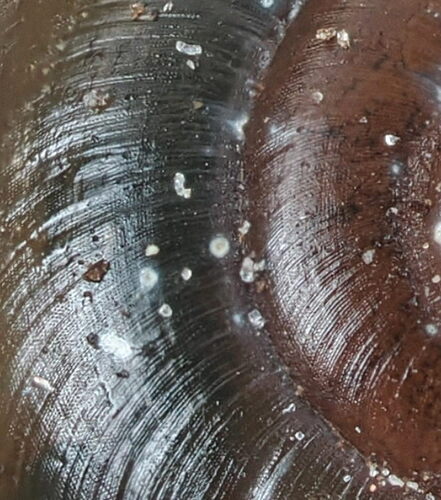 clear glass snail
