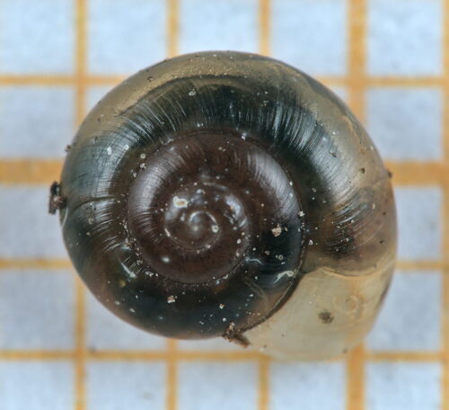 clear glass snail