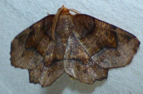 Purplish Metarranthis