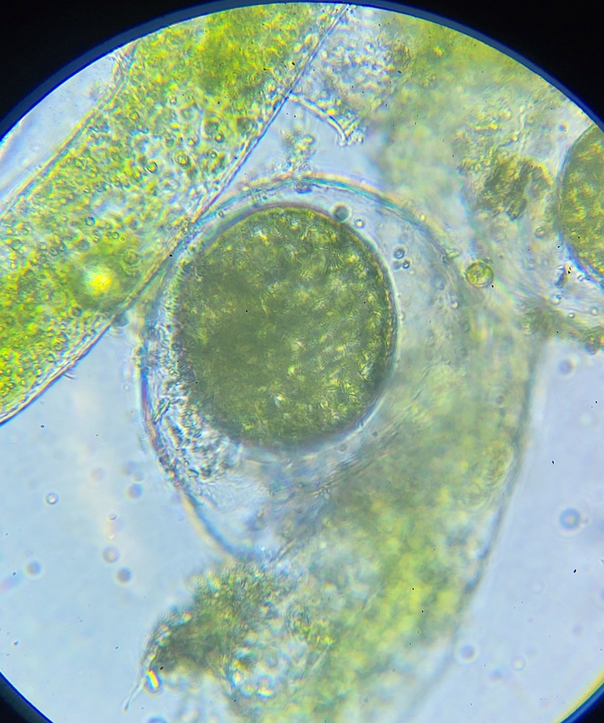 Vaucheria aversa