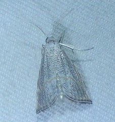 Haimbachia squamulellus