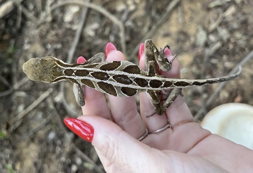 Two-lined Fathead Anole