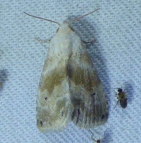 Everlasting Bud Moth photo 5