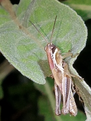 Paroxya