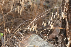 Bromus briziformis