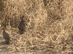 Pternistis leucoscepus