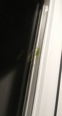 Scudderia septentrionalis