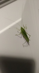 Scudderia septentrionalis